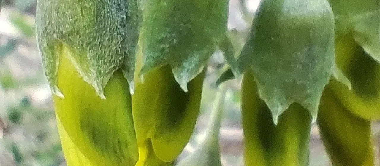 Stinking bean trefoil