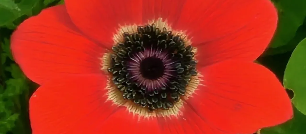 Peacock anemone