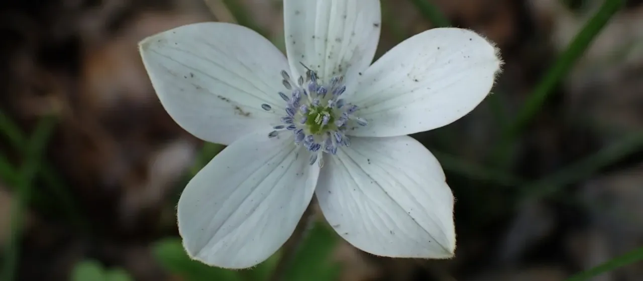 Eriocapitella rivularis