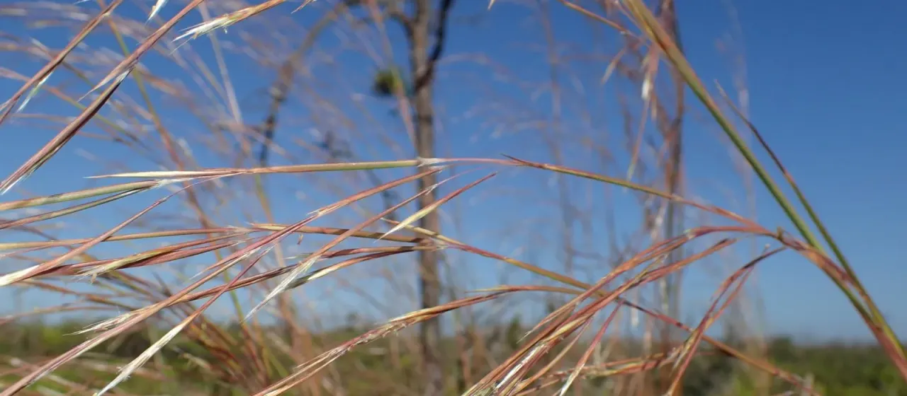 Andropogon brachystachyus