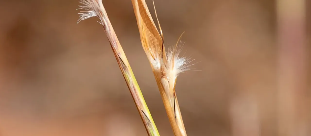 Andropogon fragilis
