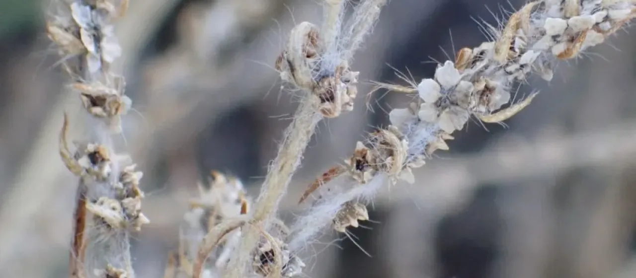 Kochia