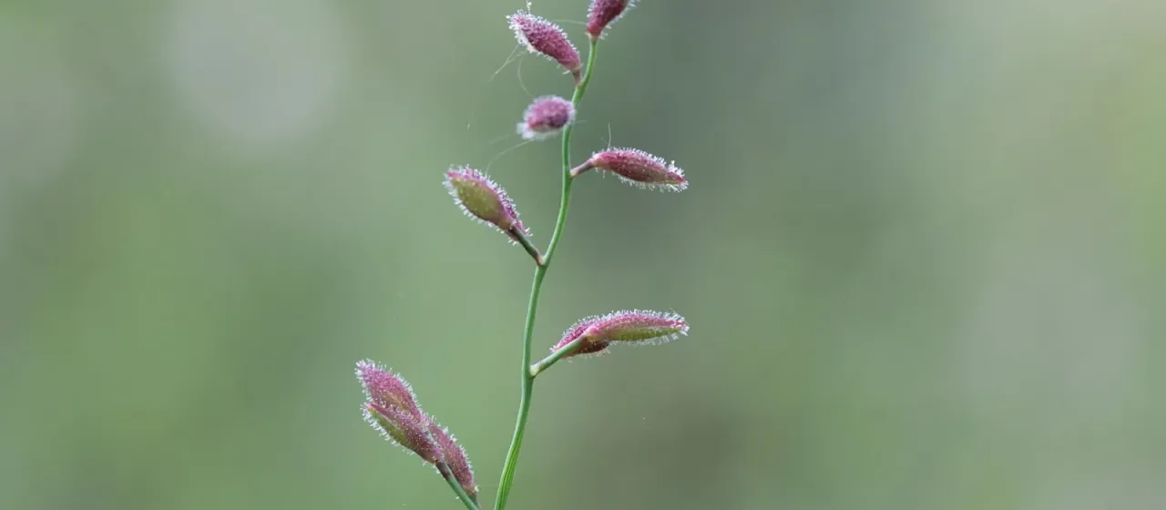 Ancistrachne uncinulata