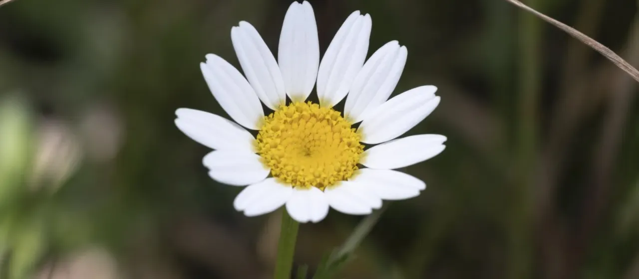 Dyer's chamomile