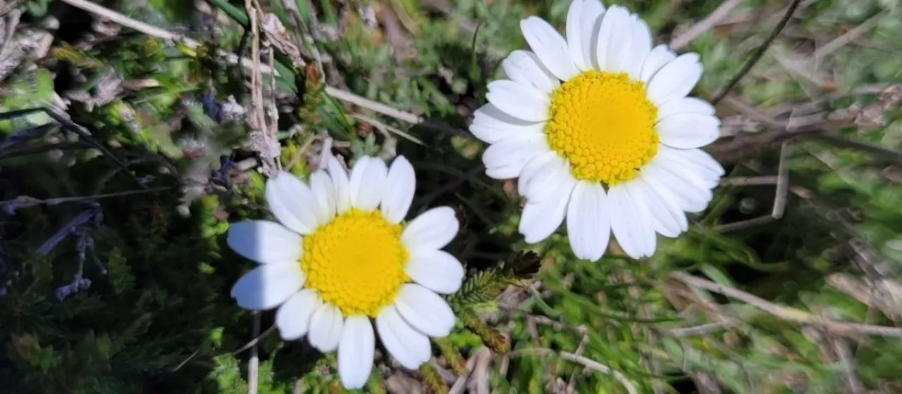 Cretan chamomile