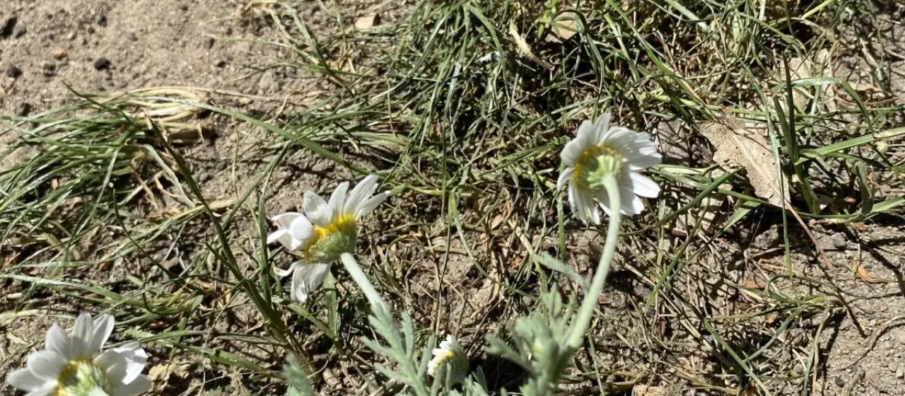 Anthemis ruthenica