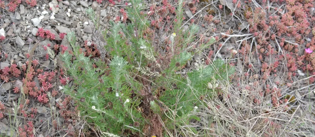 Dyer's chamomile
