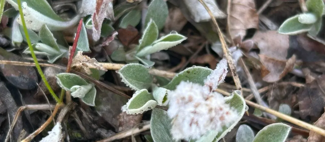 Кошачья лапка пренебреженная