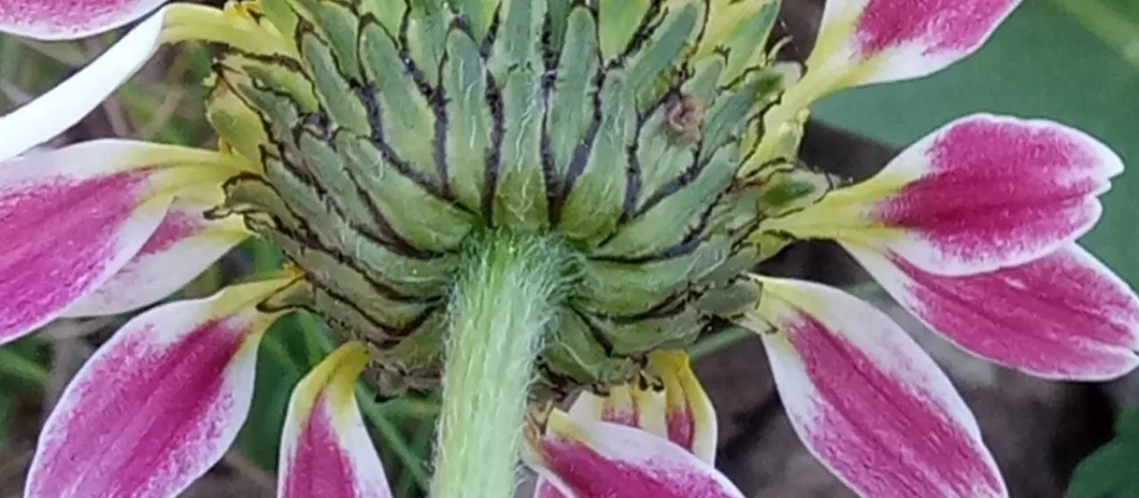 Anacyclus officinarum