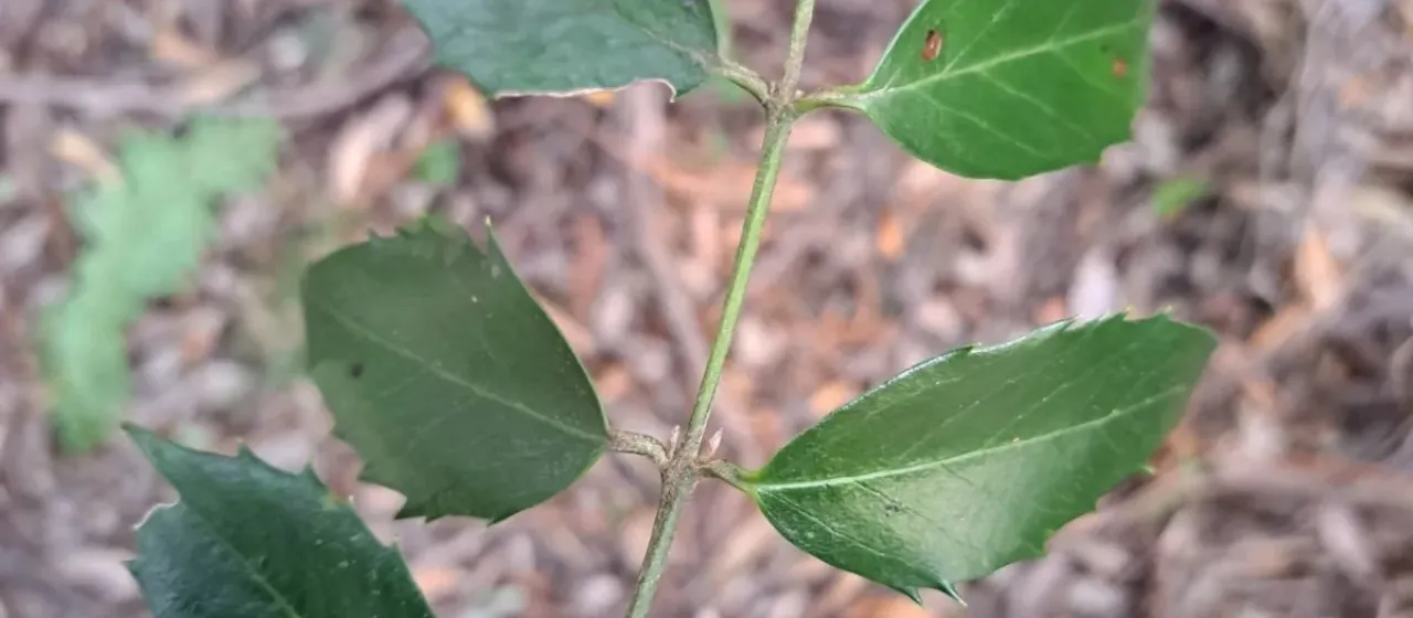 Southern sassafras