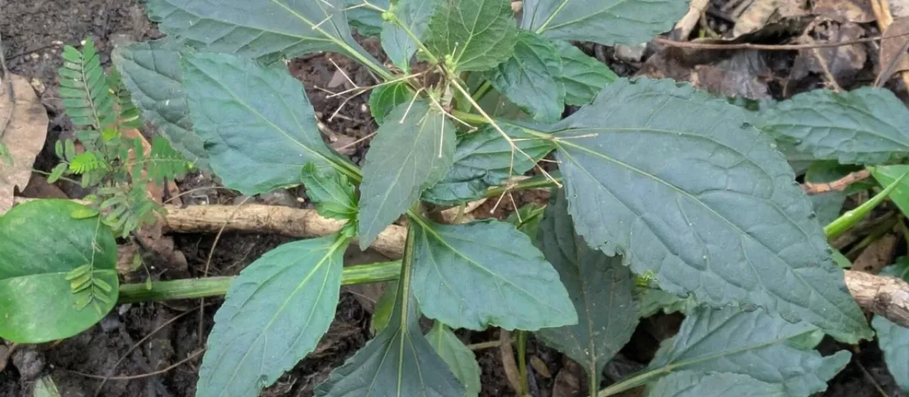 Adenostemma viscosum