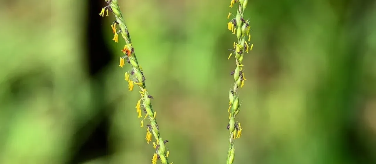 Alloteropsis semialata