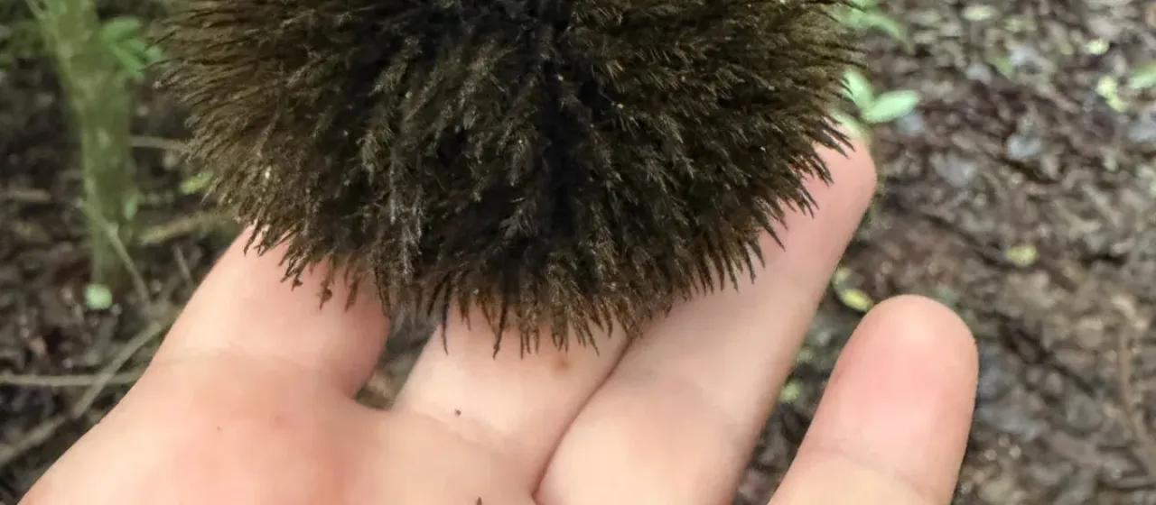 Apeiba tibourbou