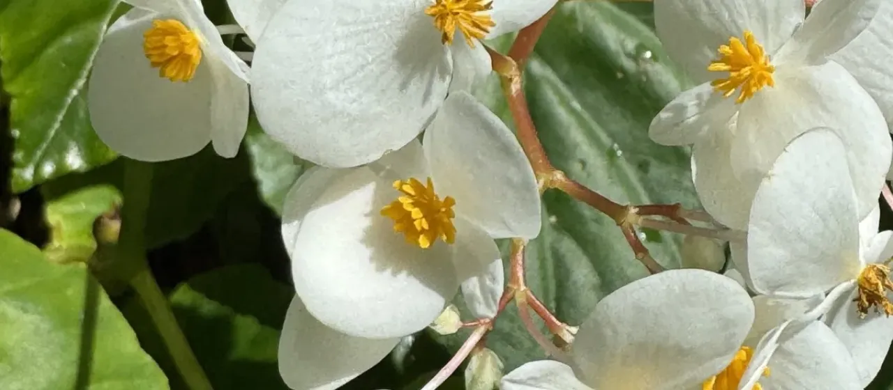 Begonia Semperflorens-Cultorum Group x Begonia obliqua