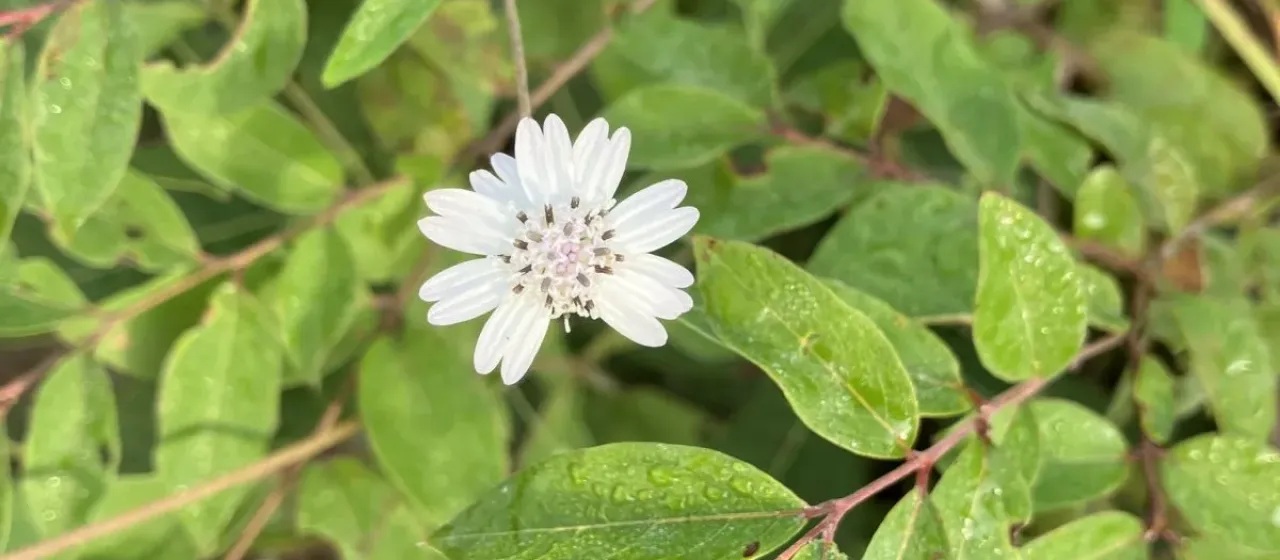 Aspilia bussei