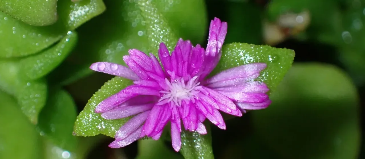 Aptenia