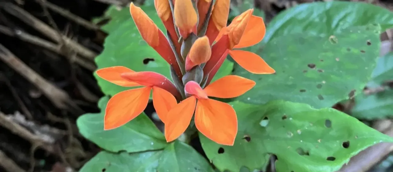 Orange aphelandra