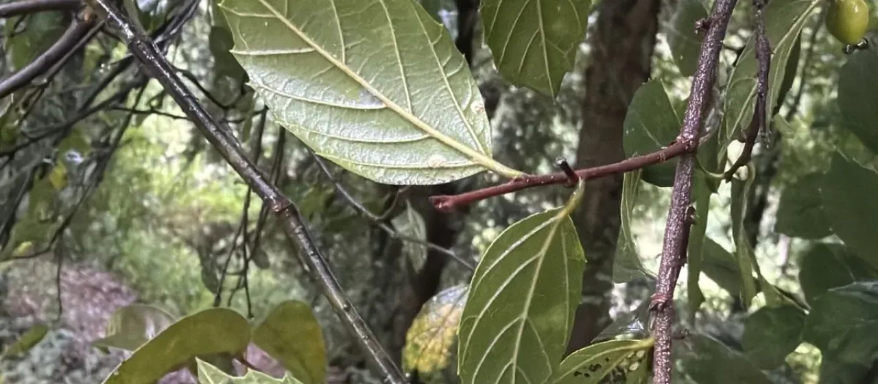 Aphananthe philippinensis