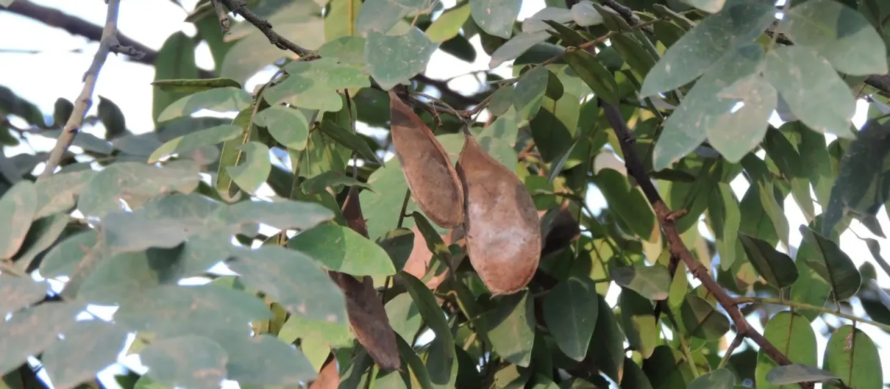 Apuleia leiocarpa
