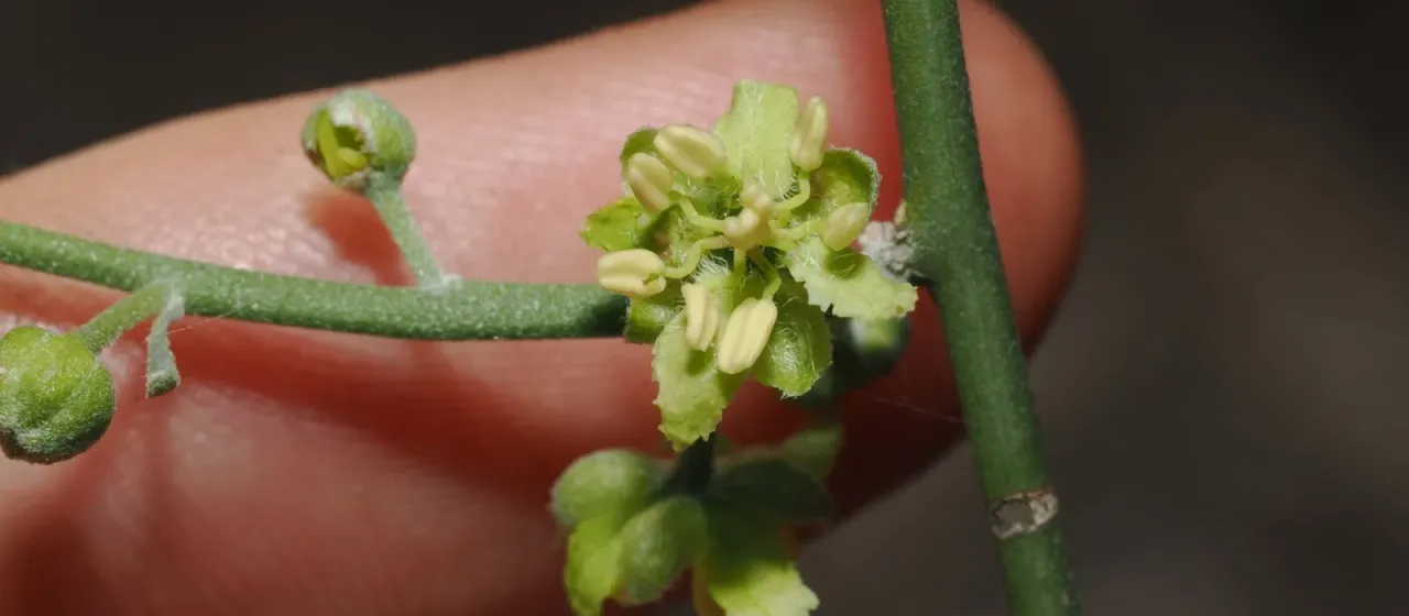 Apophyllum anomalum