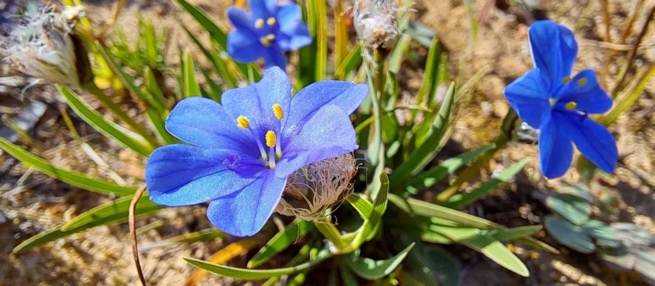 Aristea africana