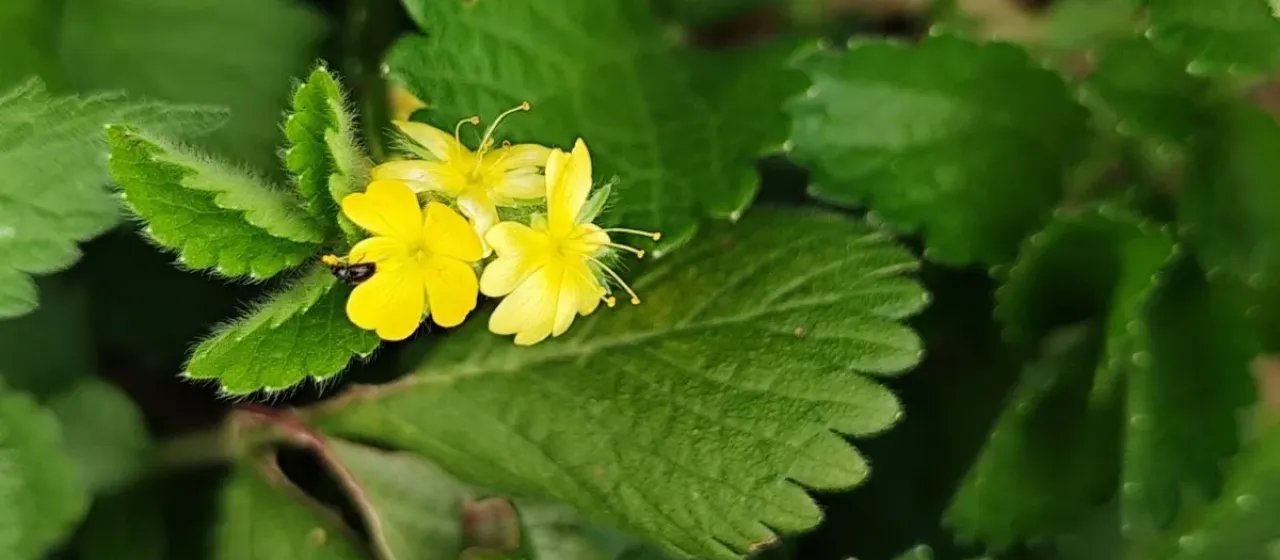 Aremonia agrimonoides