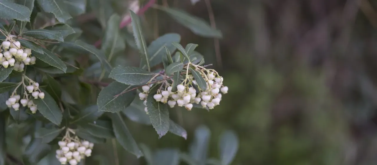 Земляничник андрахновидный