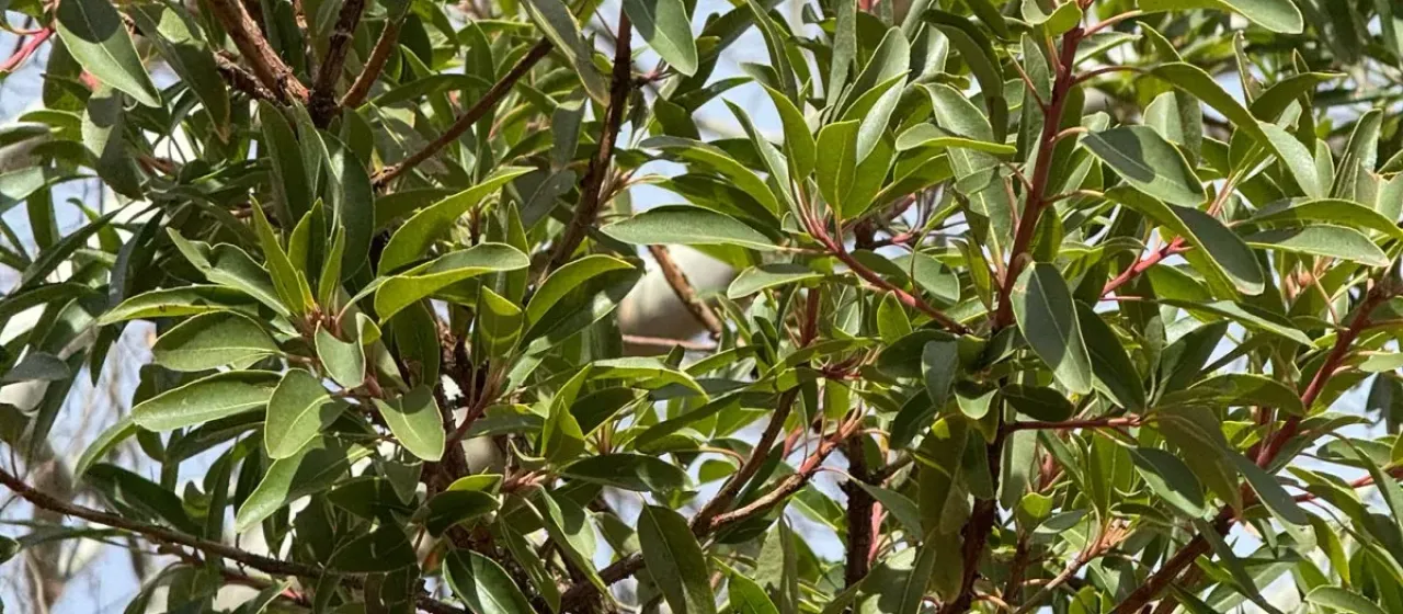 Arizona madrone