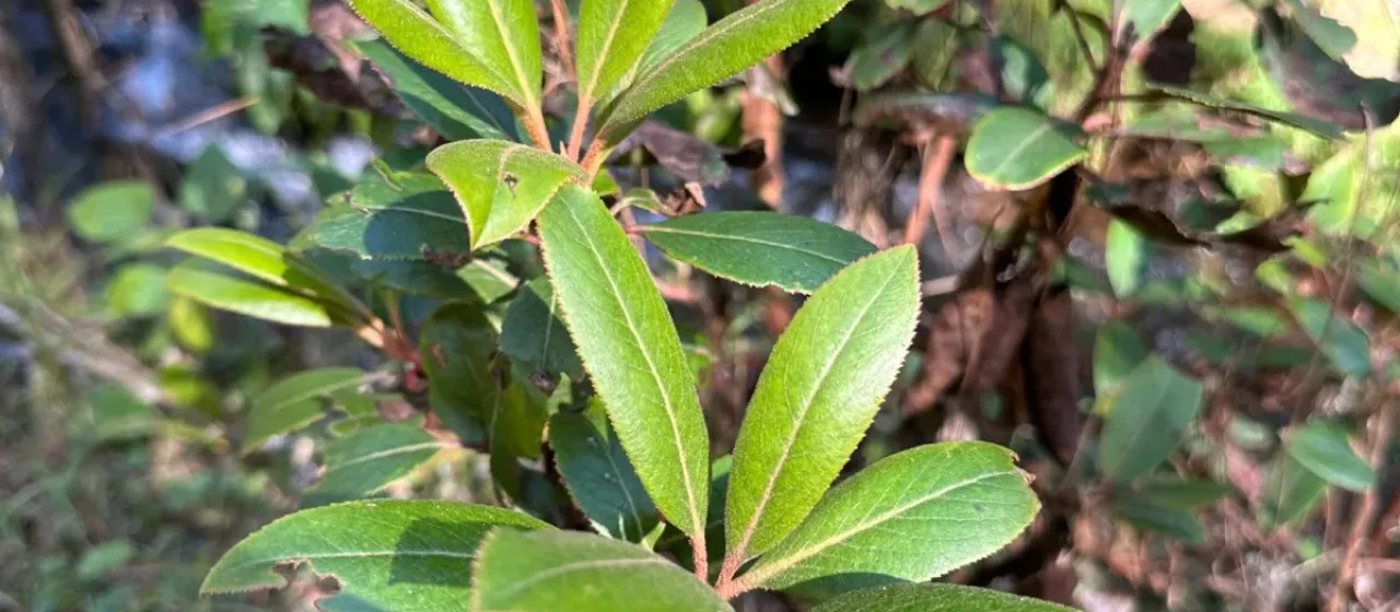 Texas madrone