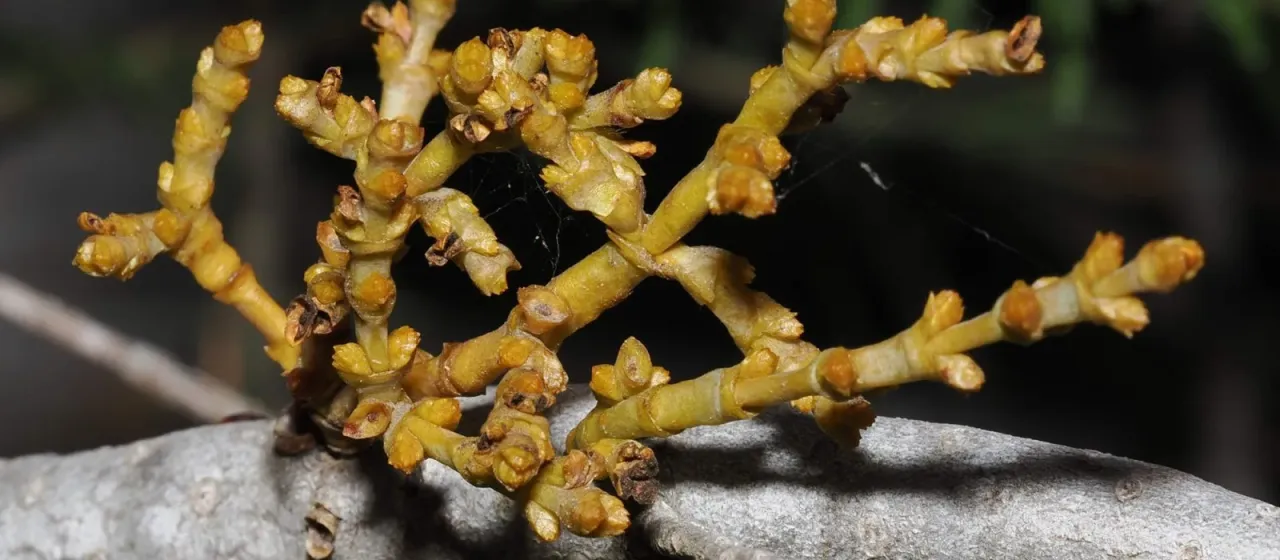 Fir dwarf mistletoe