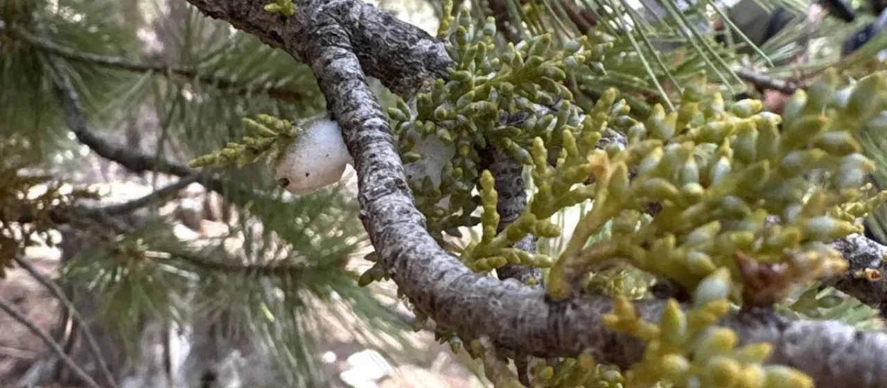 Apache dwarf mistletoe