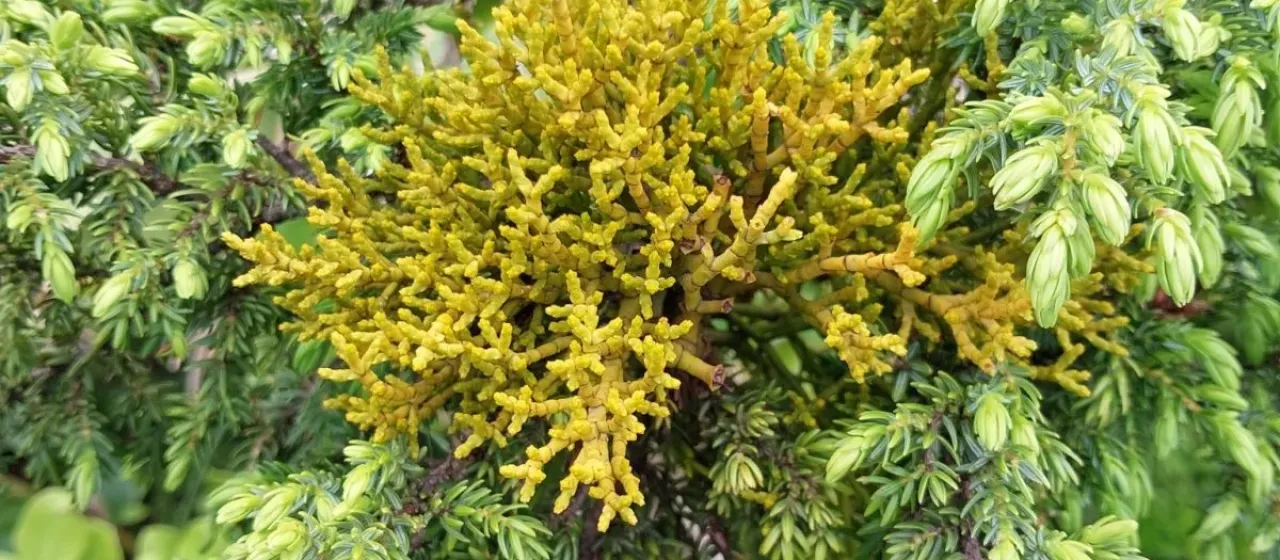 Azores dwarf mistletoe