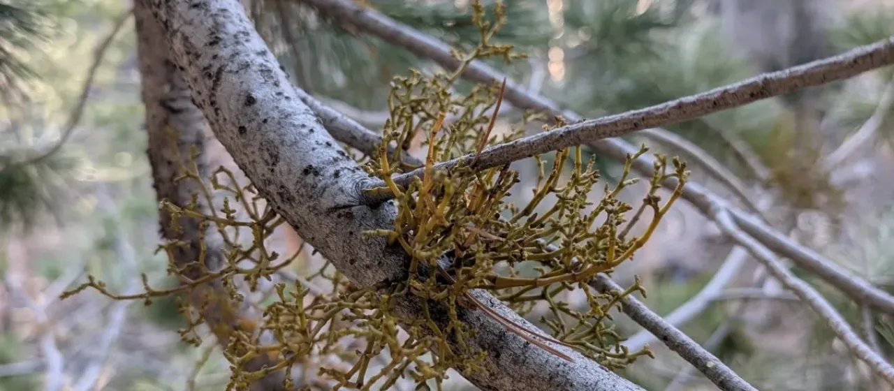 California dwarf mistletoe