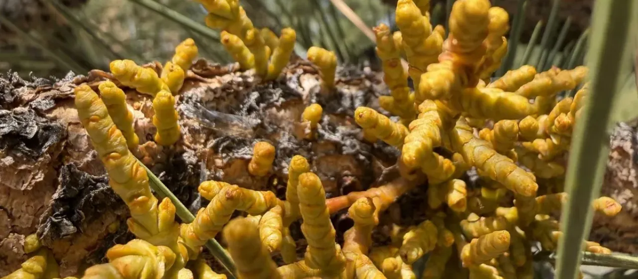 Western dwarf mistletoe