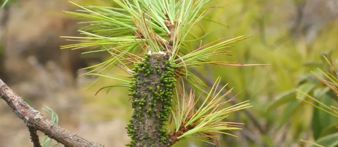 Dwarf mistletoe