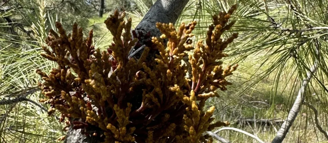 Western dwarf mistletoe