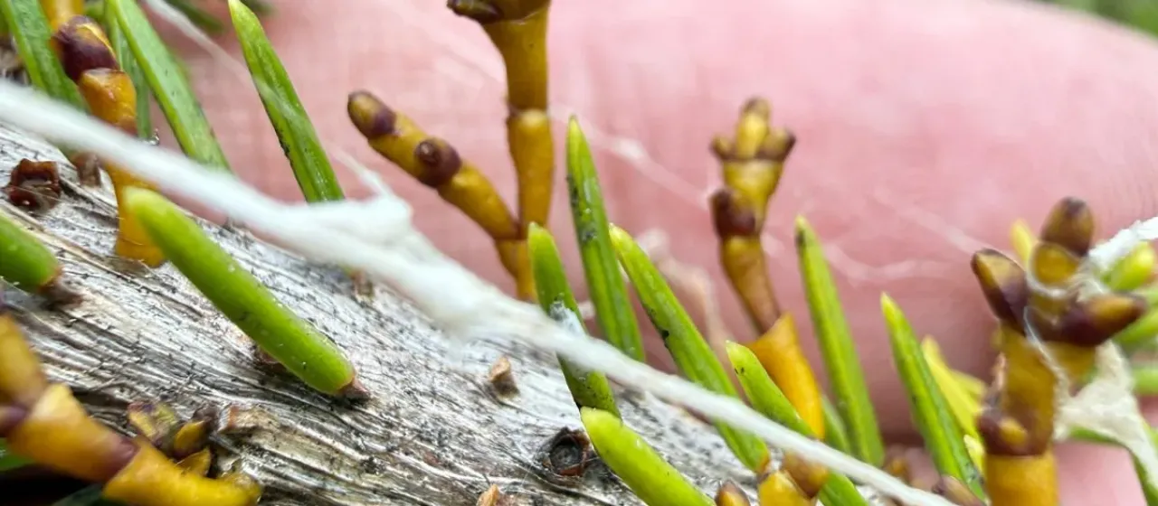 Eastern dwarf mistletoe
