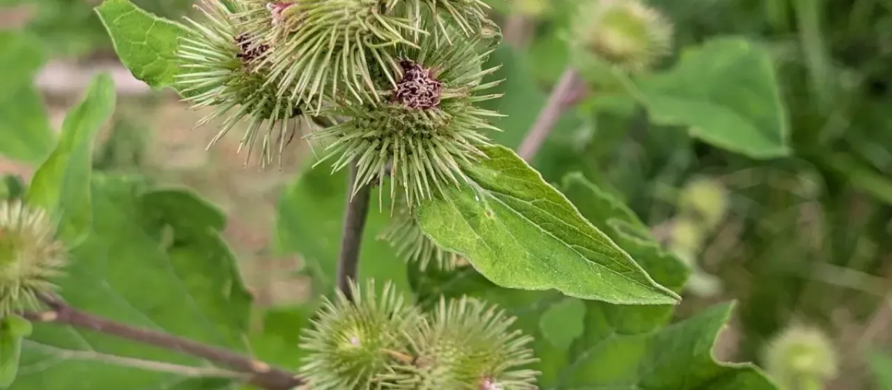 Wood burdock