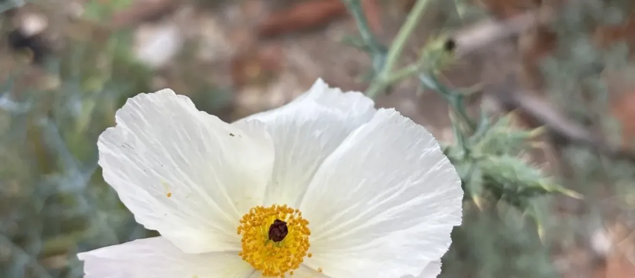 Argemone albiflora