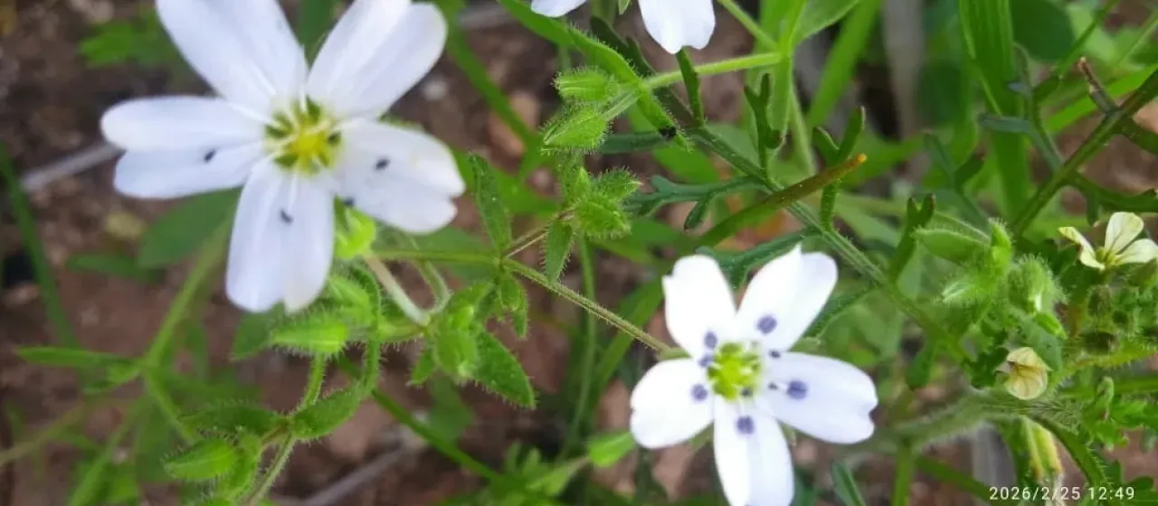 Arenaria cerastioides