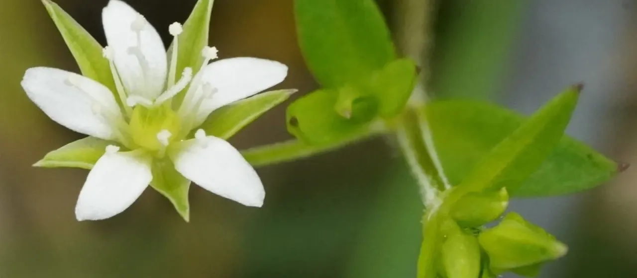 Hairy sandwort