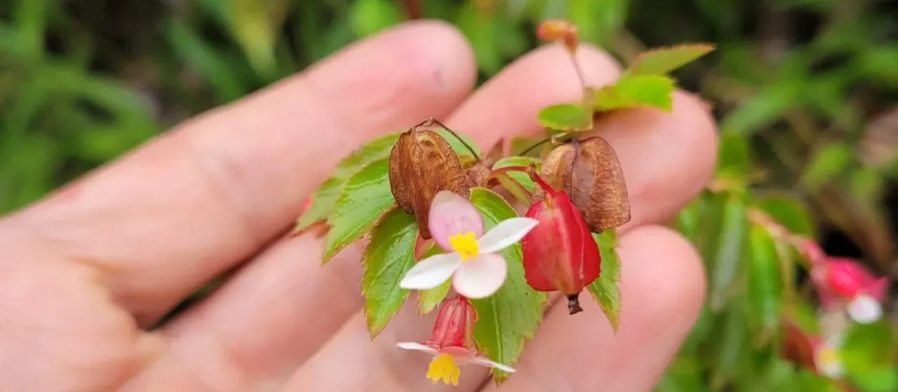 Begonia foliosa