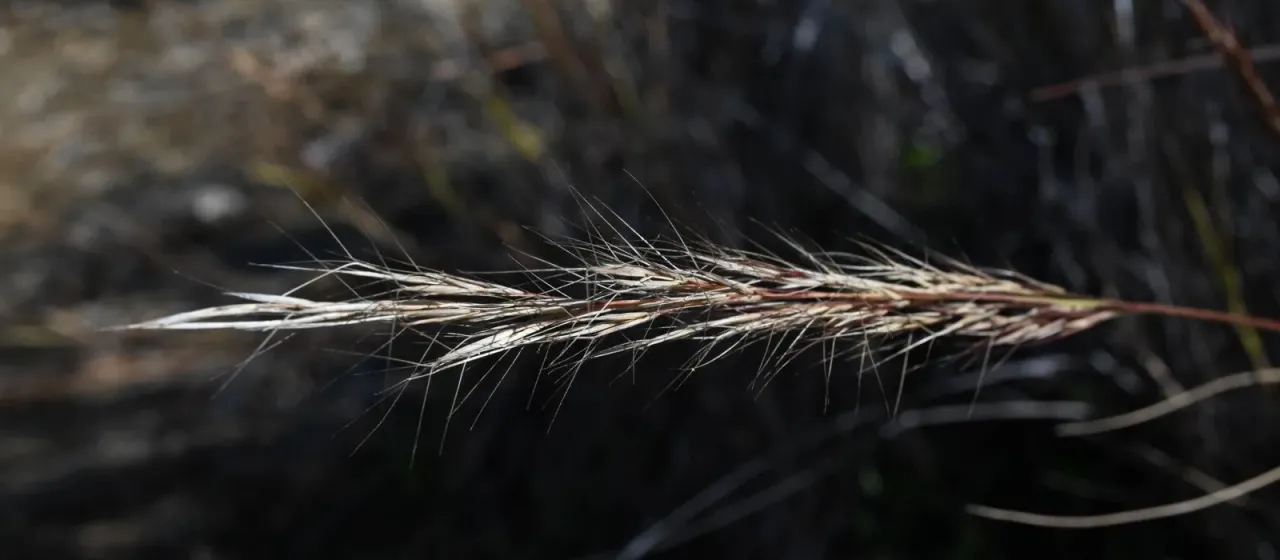 Aristida adscensionis
