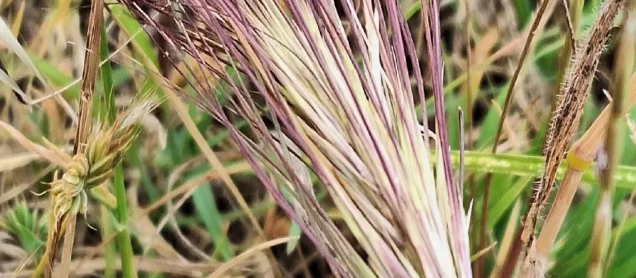Aristida behriana