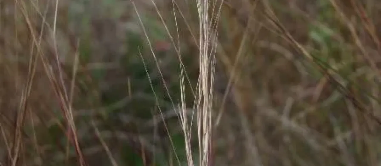 Aristida browniana