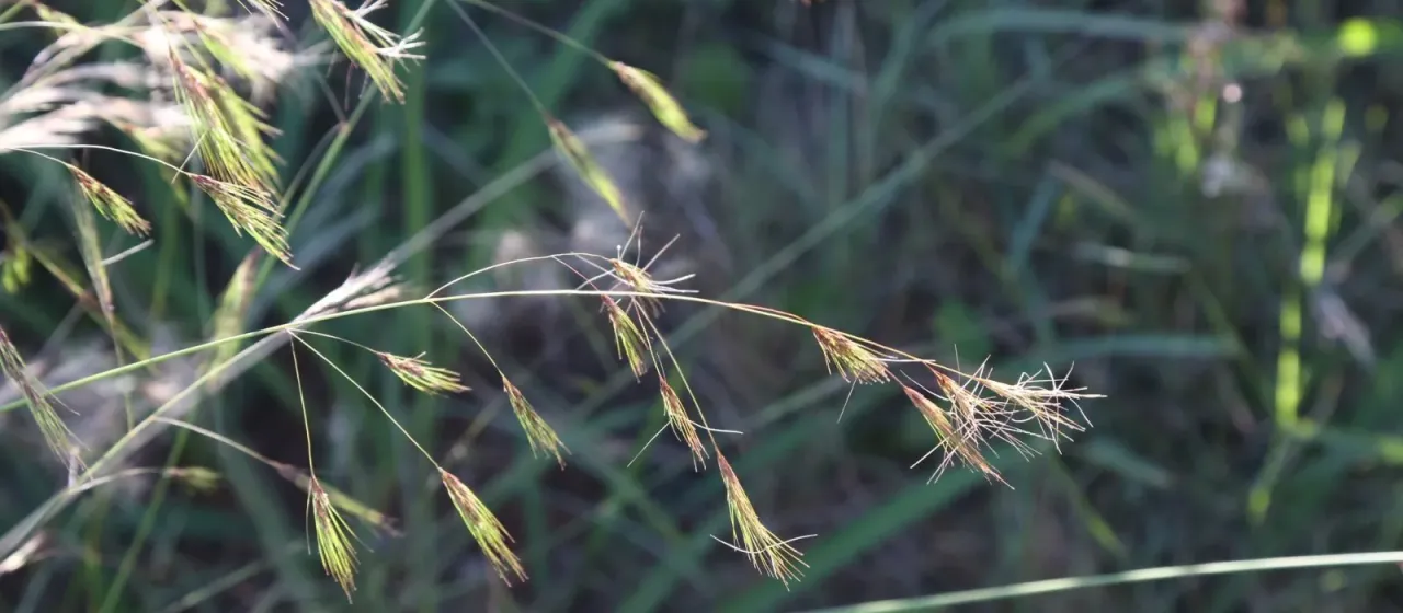 Aristida barbicollis