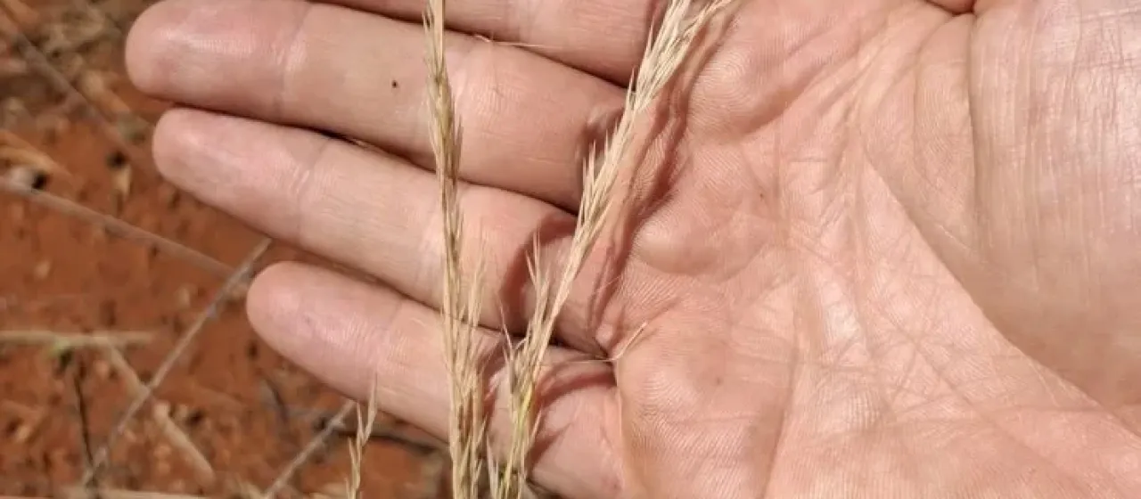 Aristida inaequiglumis