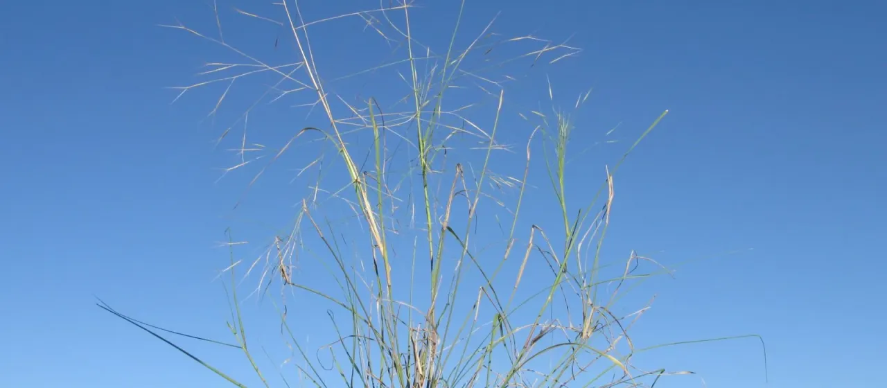 White speargrass