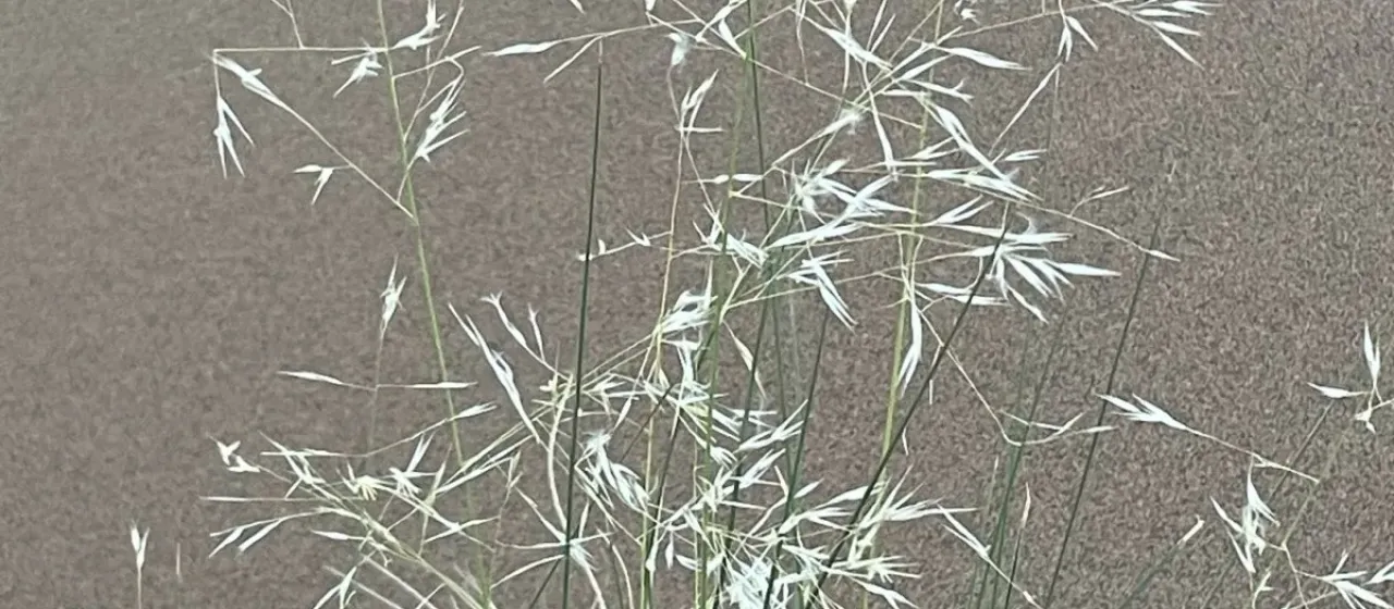 Stipagrostis pungens