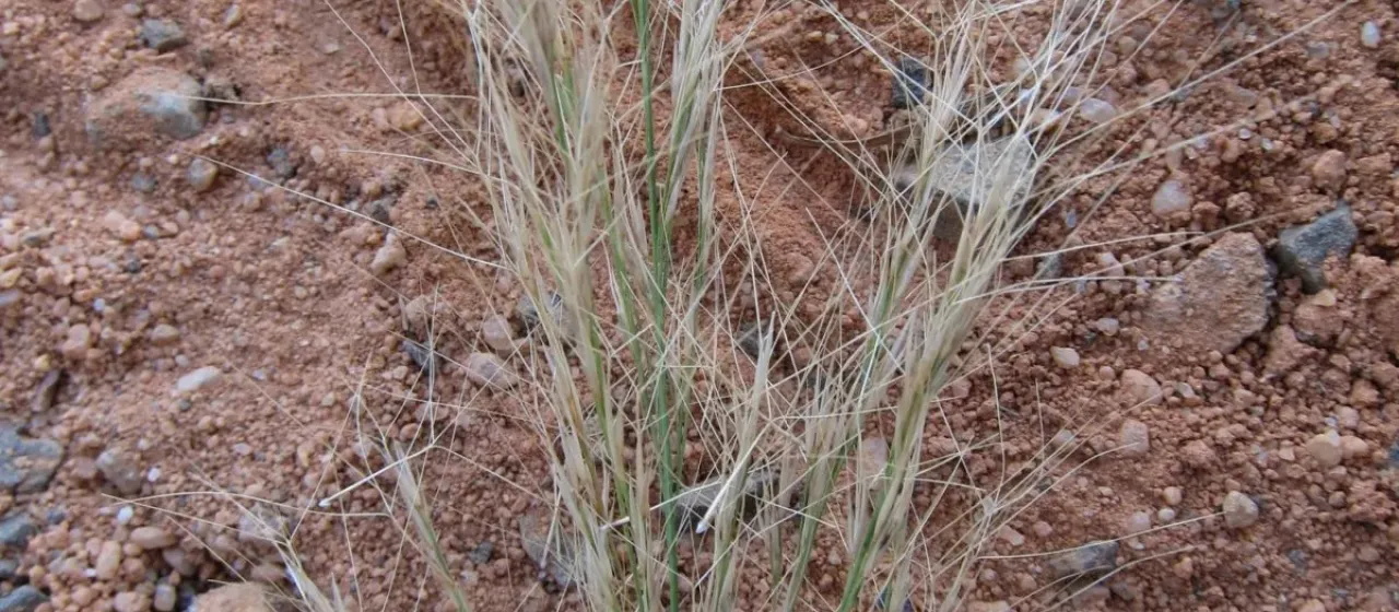 Aristida rufescens